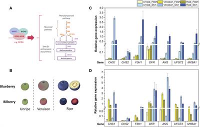 Two genes, ANS and UFGT2, from Vaccinium spp. are key steps for modulating anthocyanin production